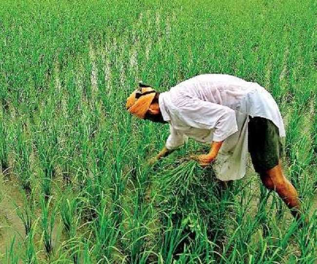 तहसीलदार ने मामले की जांच के निर्देश दिए हैं आदेश।प्रतीकात्मक फोटो।