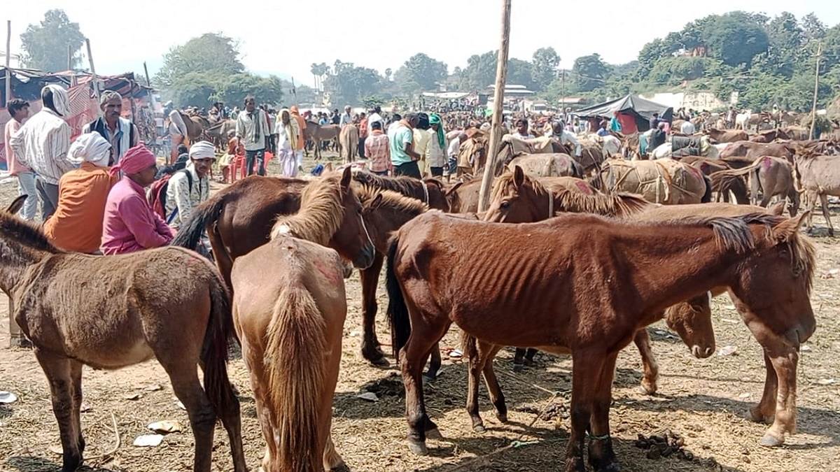 interesting facts of chitrakoot crore rupees business in donkey fair is start on diwali and story of gadha mela jagran special