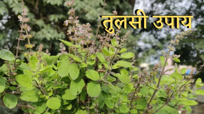 Tulsi Tips: सूर्य ग्रहण के दौरान जरूर करें तुलसी का इस्तेमाल।