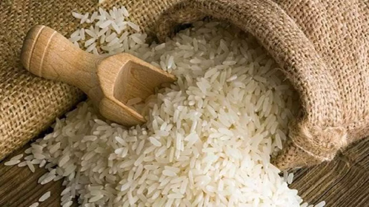 Punjab News: 1200 की बजाए 950 डॉलर प्रति टन पर निर्यात होगी बासमती, जल्द  केंद्र सरकार कर सकती है घोषणा - Punjab News Basmati will be exported at 950  Dollar per tonne