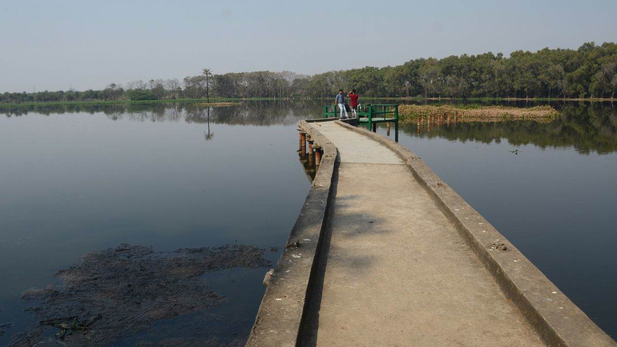 ncr birds from different countries started arriving in surajpur wetlands of greater noida