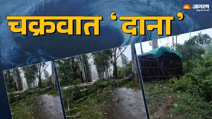 Cyclone Dana Alert: ओडिशा में तूफान दाना से उखड़े पेड। (फोटो- एएनआई)