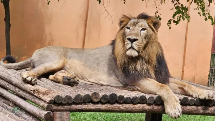 इटावा सफारी पार्क में अपने बाड़े में मौजूद शेर सुल्तान। स्रोत: सफारी पार्क