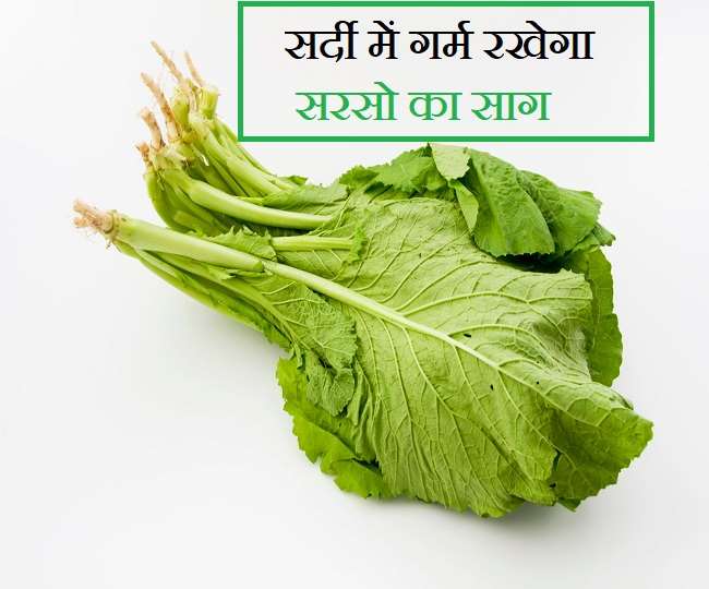 Mustard Greens Benefits सर्दी में गर्म रखने के साथ कई बीमारियों से