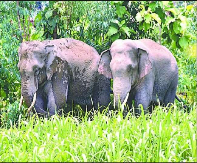 गौलापार से लेकर हल्दूचौड़ तक हाथियों ने फसलों को पहुंचाया नुुकसान, किसान परेशान