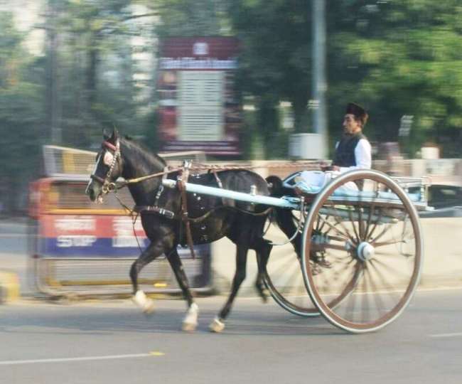 40 से 42 किलो मीटर प्रति घंटा की रफ्तार से दौड़ता है शहर का मशहूर घोड़ा कन्हैया