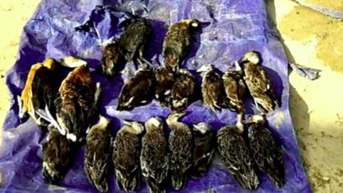 https://www.jagranimages.com/images/newimg/25112022/25_11_2022-20_dead_exotic_birds_seized_23227109_133551147.jpg