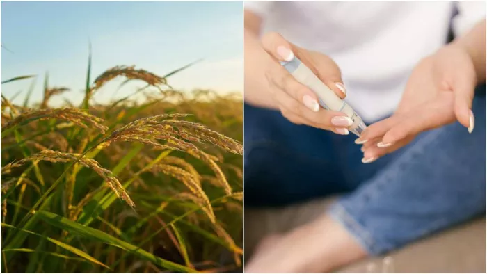 Diabetes Diet: डायबिटीज़ में कौन-कौन से साबुत अनाज खाए जा सकते हैं?