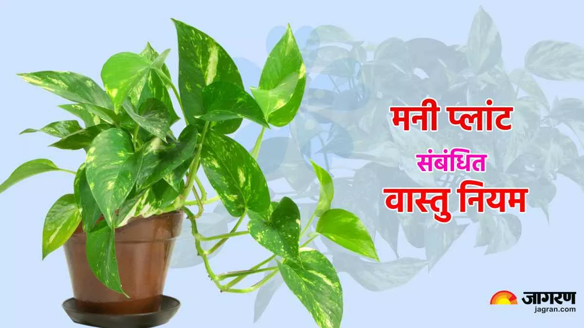 Money Plant Vastu Tips: चोरी करके मनी प्लांट लगाना शुभ या अशुभ? जानें ऐसे ही कुछ सवालों के जवाब