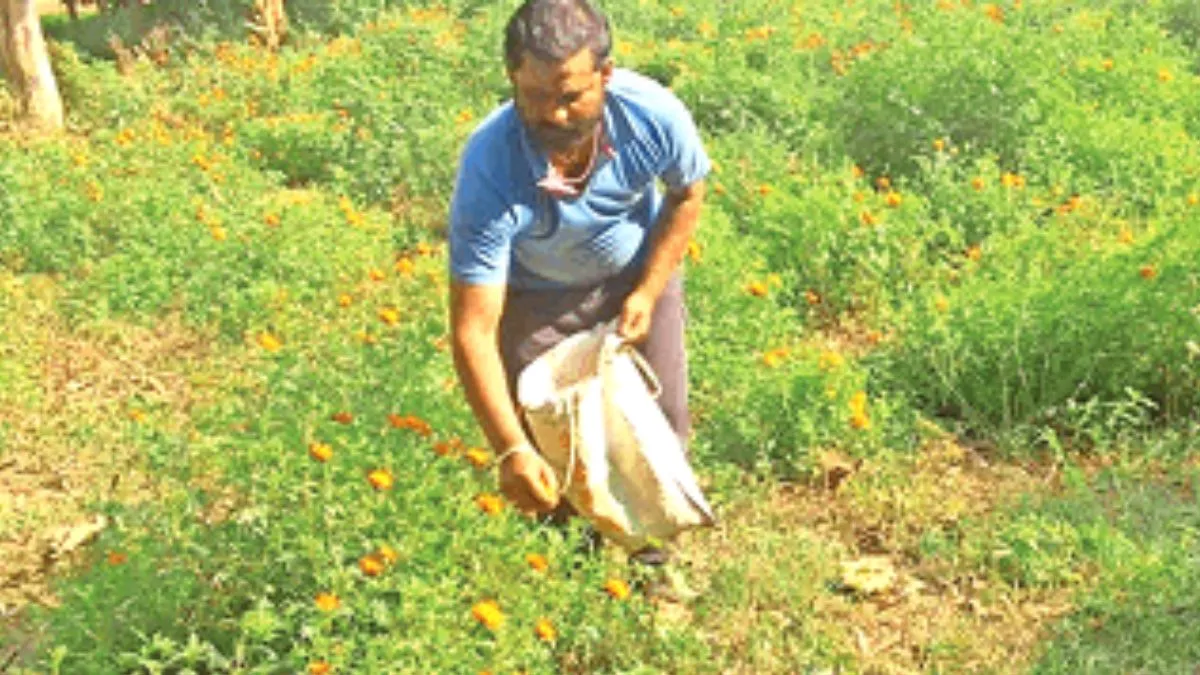 गेंदा के फूलों की खेती से महक उठा संतकबीर नगर के इस शख्स का जीवन, प्रति बीघा कमा रहे 80 हजार रुपये