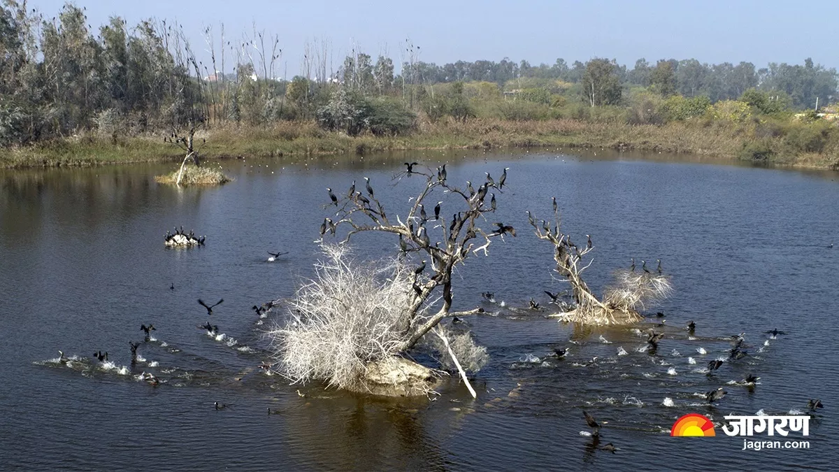 Gurugram News: पथरीली राहों पर खिले प्रयासों के फूल, विदेशी मेहमानों से गुलजार हो रही हमारी धरा