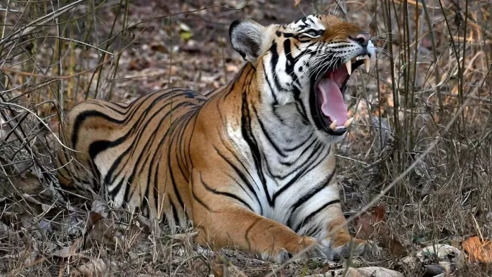 घात लगाए बाघ ने चारा काट रहे किसान पर किया हमला। (सांकेतिक फोटो)