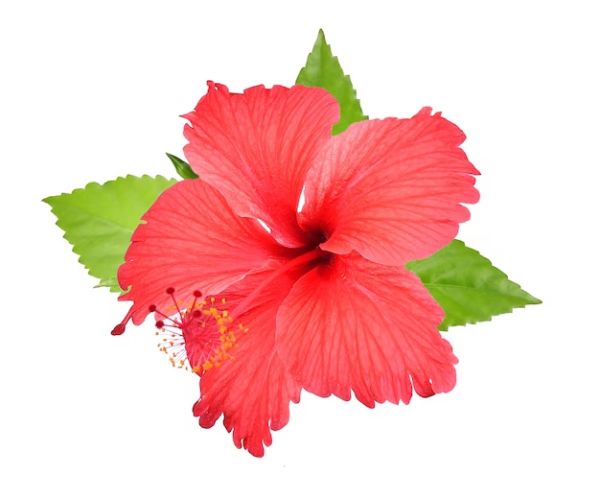 hibiscus oil
