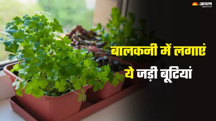 गमले में और बालकनी पर आसानी से उगाएं ये Herbs। (Image Credit- freepik)