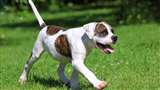 Dog Cat Fight बिल्ली को दौड़ा कुत्ता छह मंजिला अपार्टमेंट के डक्ट में गिरा, दमकल कर्म‍ियों ने सुर‍क्ष‍ित न‍िकाला