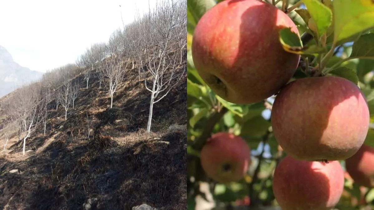 Dehradun: जंगल में भड़की आग की चपेट में आए 17 ग्रामीणों के सेब बगीचे, दो हजार से अधिक पेड़-पौधे जलकर हुए राख; मुआवजे की मांग