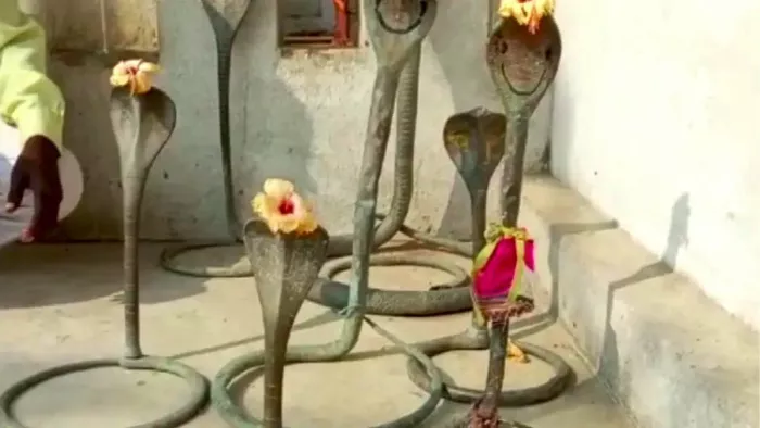 महानदी से मिली 8 प्राचीन अष्टधातु निर्मित नाग मूर्तियां, मंदिर में किया गया स्थापित