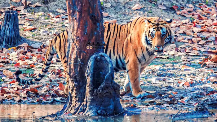 पर्यटकों के रास्ते के पास आकर बैठ जाते हैं शेरा और बाहुबली