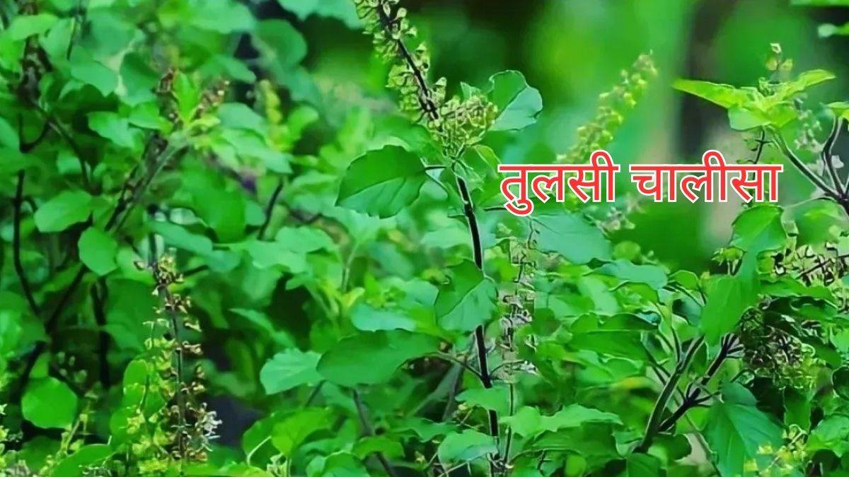 tulsi chalisa ka path read tulsi chalisa today poverty will go away from home