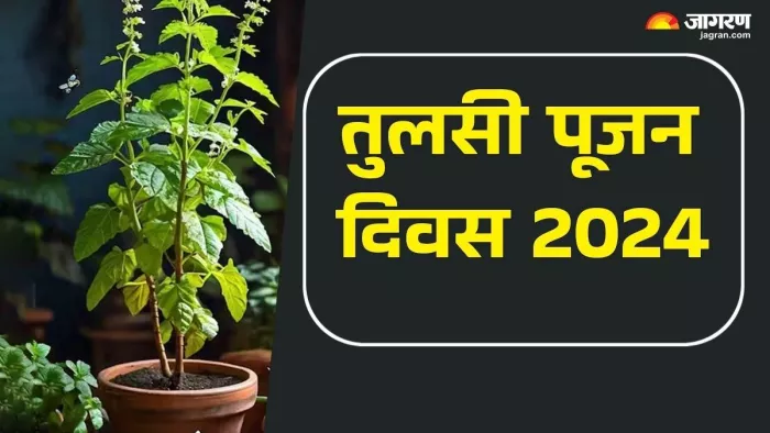 Tulsi Pujan Diwas 2024 तुलसी पूजा में इन बातों का रखें ध्यान।