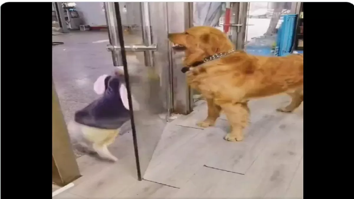 Viral Video: दरवाजे पर एक दूसरे पर भौक रहे थे डॉगी, फिर जो हुआ वीडियो देखकर हंसी नहीं रोक पाएंगे