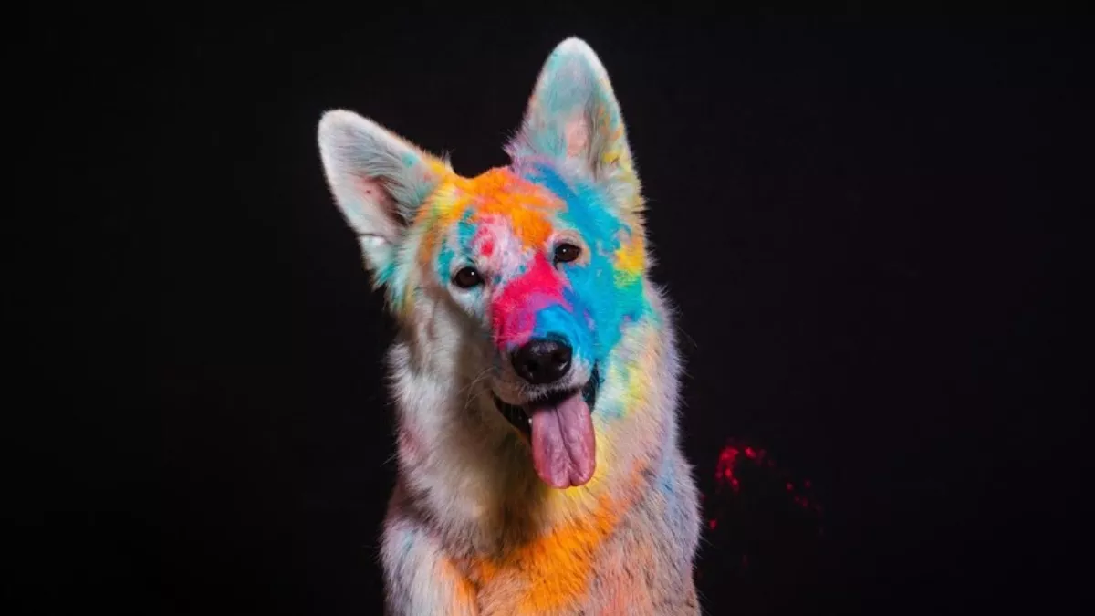 Holi 2023: जानवरों के लिए हानिकारक होते हैं होली के रंग, जानें बेजुबानों को कैसे होता है इससे नुकसान - Holi 2023 rang and gulal can make animals blind know the disadvantages Holi 2023: जानवरों के लिए हानिकारक होते हैं होली के रंग, जानें बेजुबानों को कैसे होता है इससे नुकसान - Holi 2023 rang and gulal can make animals blind know the disadvantages