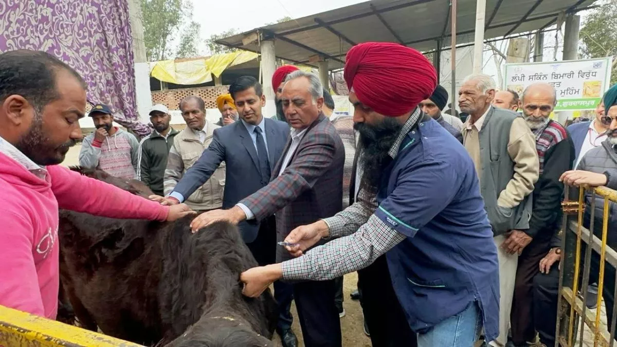 Gurdaspur: लंपी वायरस से बचाने के लिए पशुपालन विभाग ने उठाए कदम, घर-घर जाकर गायों का किया जाएगा नि:शुल्क टीकाकरण