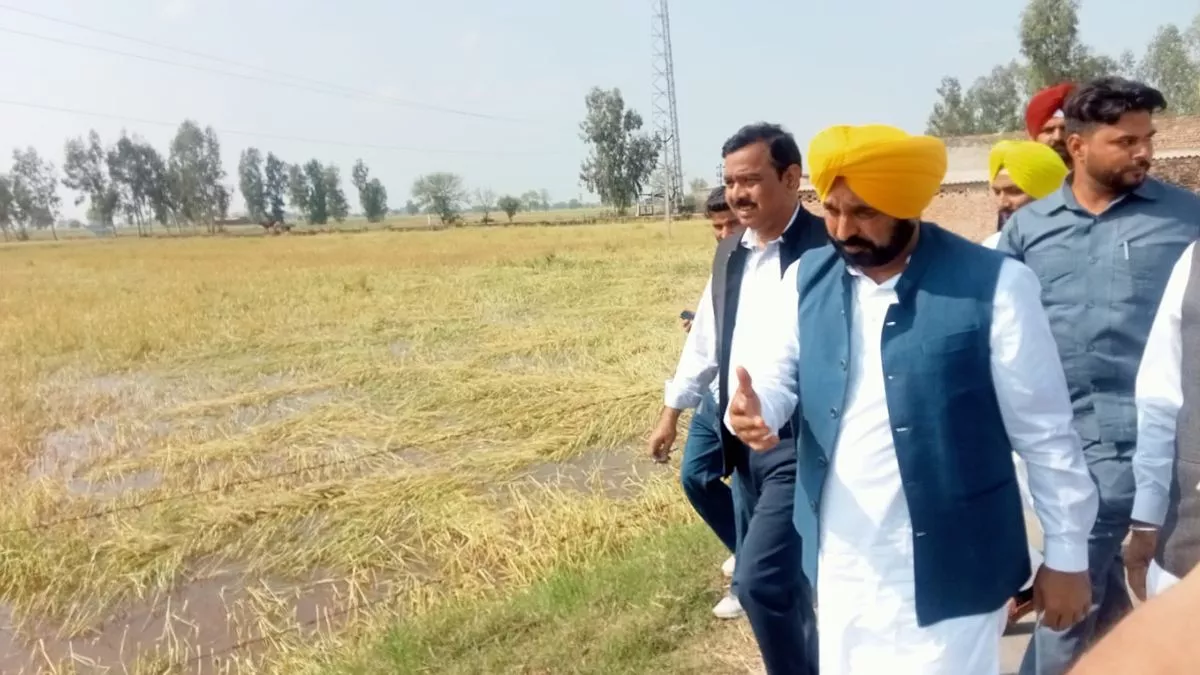 Punjab News: बारिश से पंजाब में नुकसान हुई फसल का CM मान ने लिया जायजा, मुआवजे का दिया आश्वासन