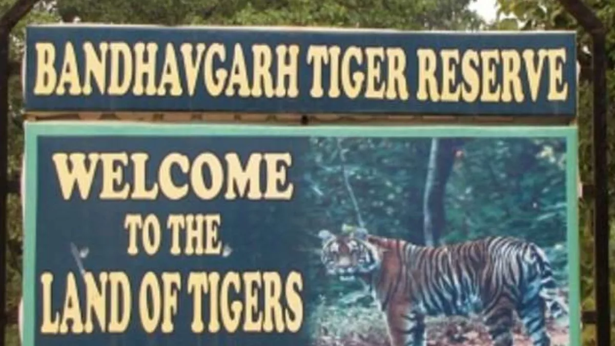 Madhya Pradesh News: बांधवगढ़ टाइगर रिजर्व में दो शावकों की मौत, बड़े बाघ के हमले में मारे जाने की कही जा रही बात