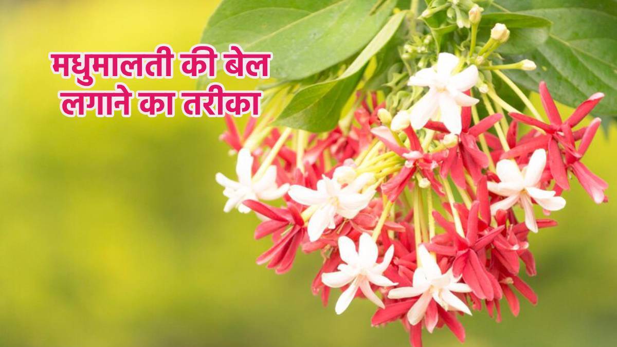 https://www.jagranimages.com/images/newimg/26032024/26_03_2024-how_to_grow_rangoon_creeper_23682921.jpg