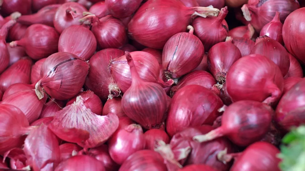Onion Export Ban: महाराष्ट्र के कई जिलों में चुनावी मुद्दा बनेगा प्याज निर्यात पर बैन, ये लोकसभा सीटें फंसा सकती हैं पेंच