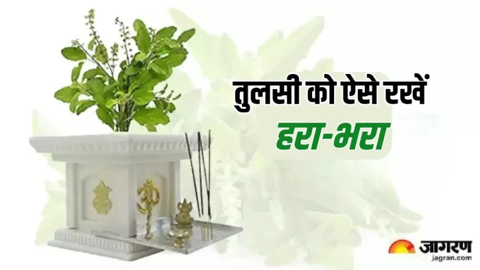 Tulsi Ke Niyam तुलसी को सूखने से बचाने के उपाय।