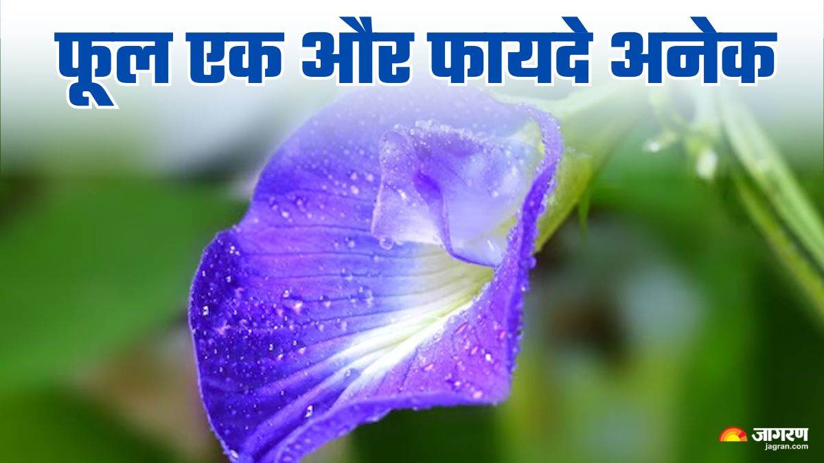 https://www.jagranimages.com/images/newimg/26032025/26_03_2025-aprajita_flower_benefits_23906138.jpg