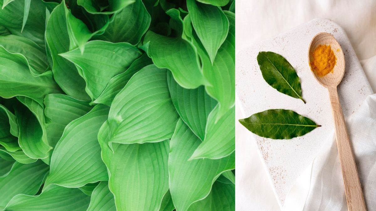 https://www.jagranimages.com/images/newimg/26032025/26_03_2025-benefits_of_turmeric_leaves_23906227.jpg