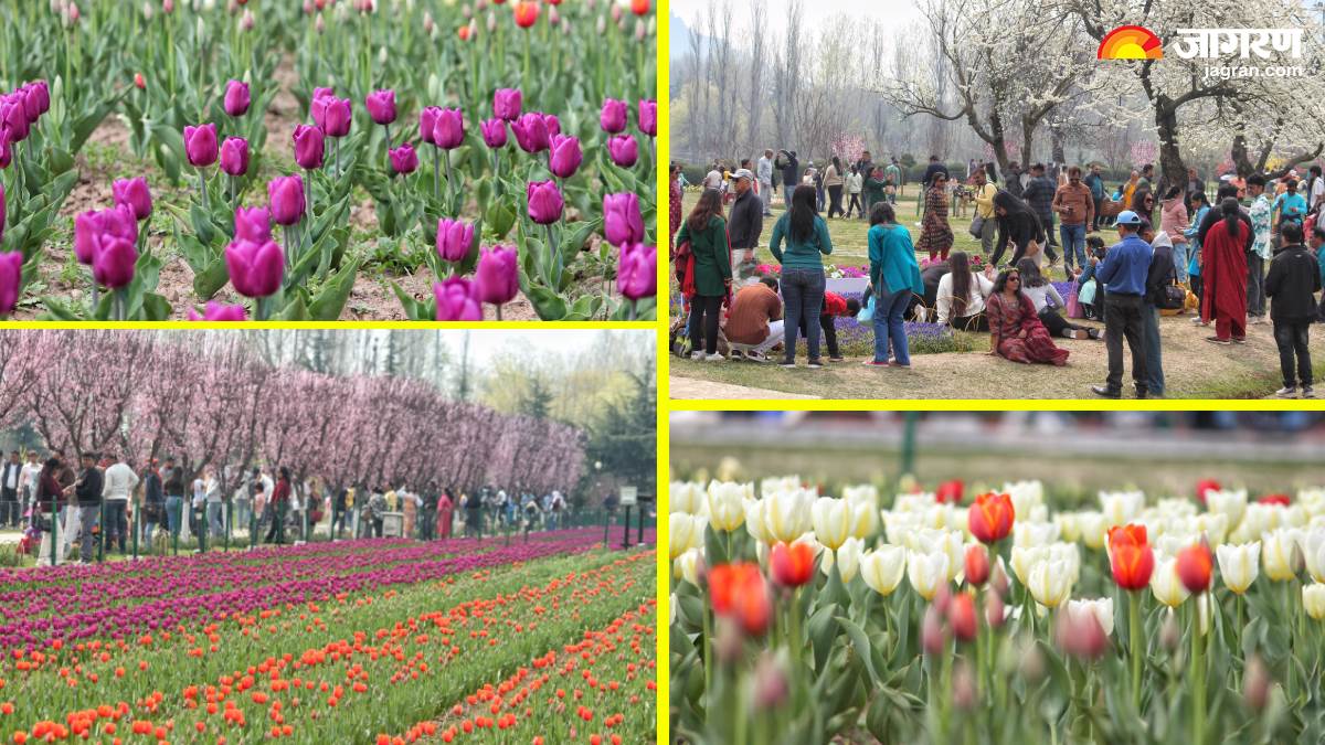 asias largest tulip garden opens in srinagar tourists flocked to see 74 varieties of flowers see photos