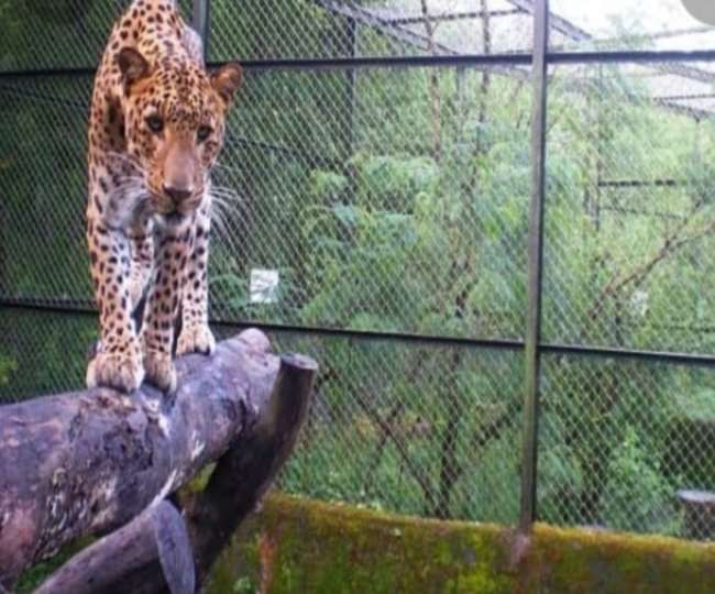 rescue center of capacity of eight leopards to be built in hastinapur