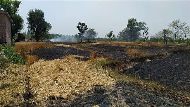 himachal fire incidents wheat crop burnt at dhaloon panchayat of nagrota bagwan