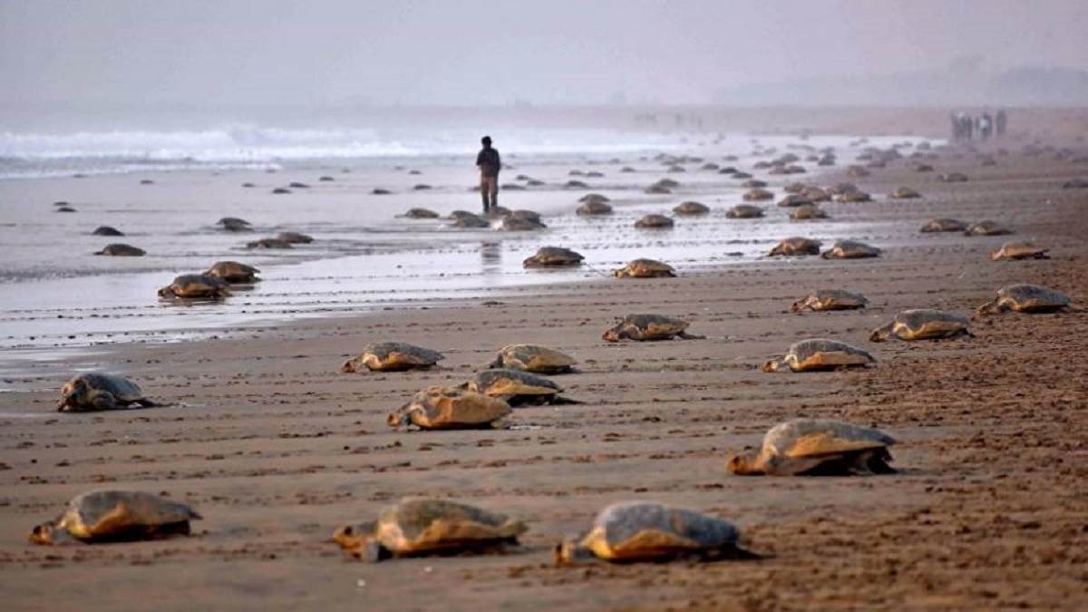 olive ridley turtle population declines in puri environmentalists blame hosting events on shore