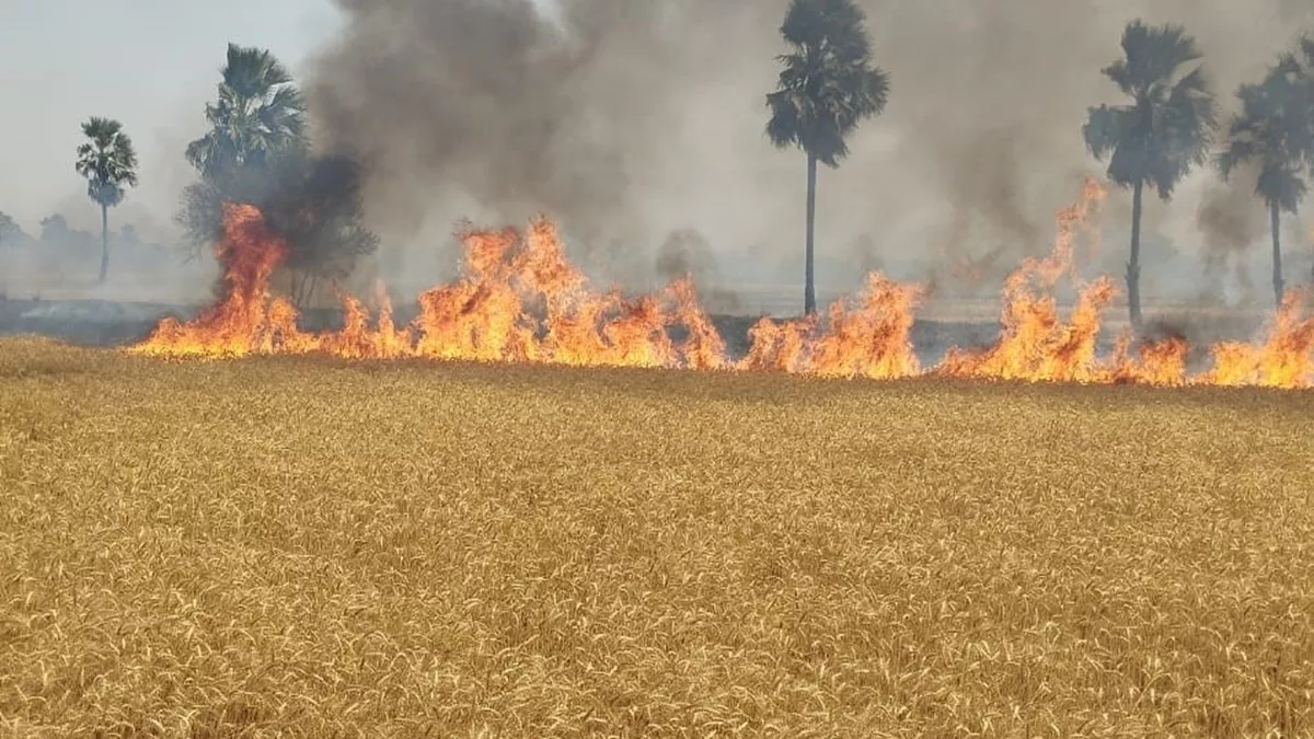 Nawada News: नवादा में आग से 200 बीघा खेत में लगी गेहूं की फसल राख, किसानों का हुआ बुरा हाल; वजह का नहीं चल रहा पता