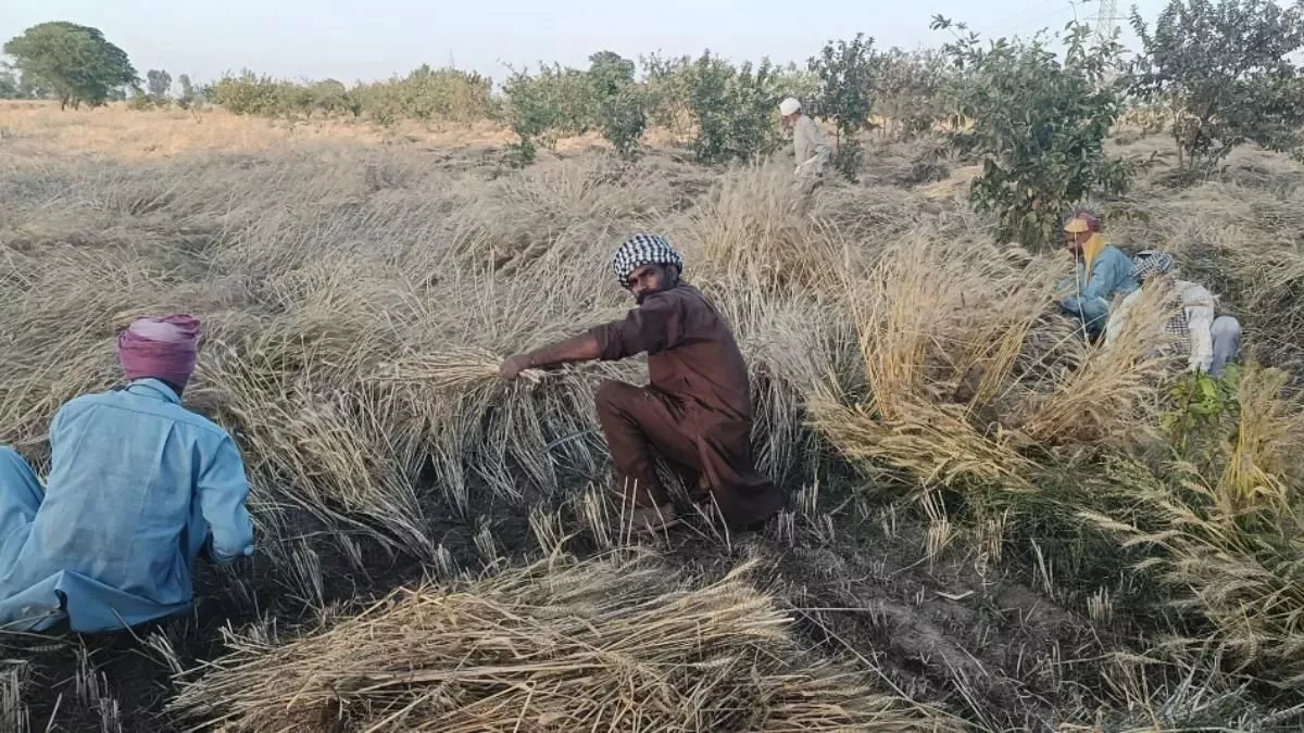 Punjab Weather Updates: पंजाब में मौसम विभाग ने जारी किया बारिश का येलो अलर्ट, गेहूं किसानों की बढ़ी टेंशन