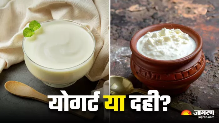 Yogurt vs Curd: गर्मियों में योगर्ट ज्यादा फायदेमंद है या फिर दही? (Image Source: Freepik)