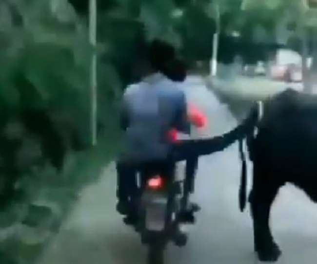 Watch Viral Video Of Man Kicking Buffalo On Her Back On The Road