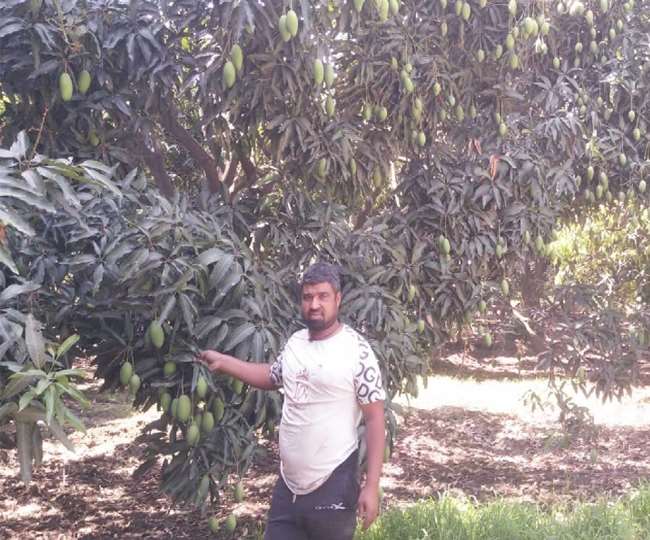 यमुनानगर का आम खास, हरियाणा में नंबर वन उपज, ये किस्‍म सबसे खास