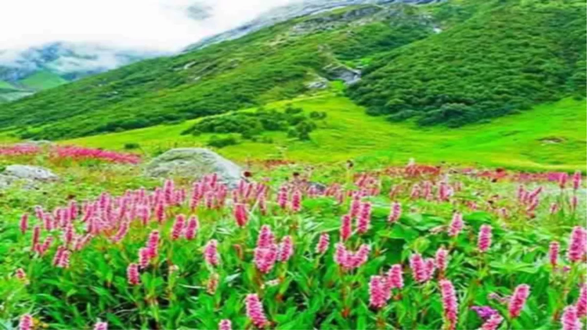 Valley of Flowers: फूलों से भरी घाटी का 1 जून से करें दीदार, इस साल जाने ट्रिप प्लान की खास बातें