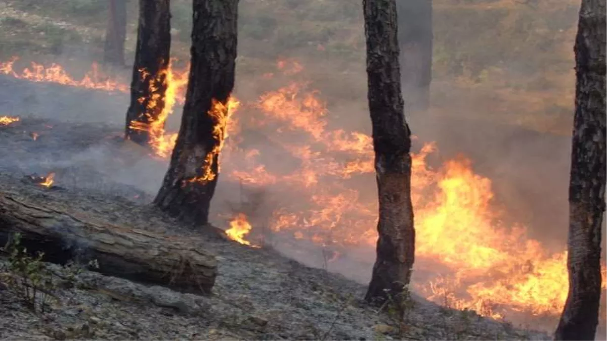 जानलेवा बन रही इस आग को कृपया हवा न दीजिए, घटनाएं रोकने के साथ वन कर्मियों को प्रशिक्षित करने की भी जरूरत