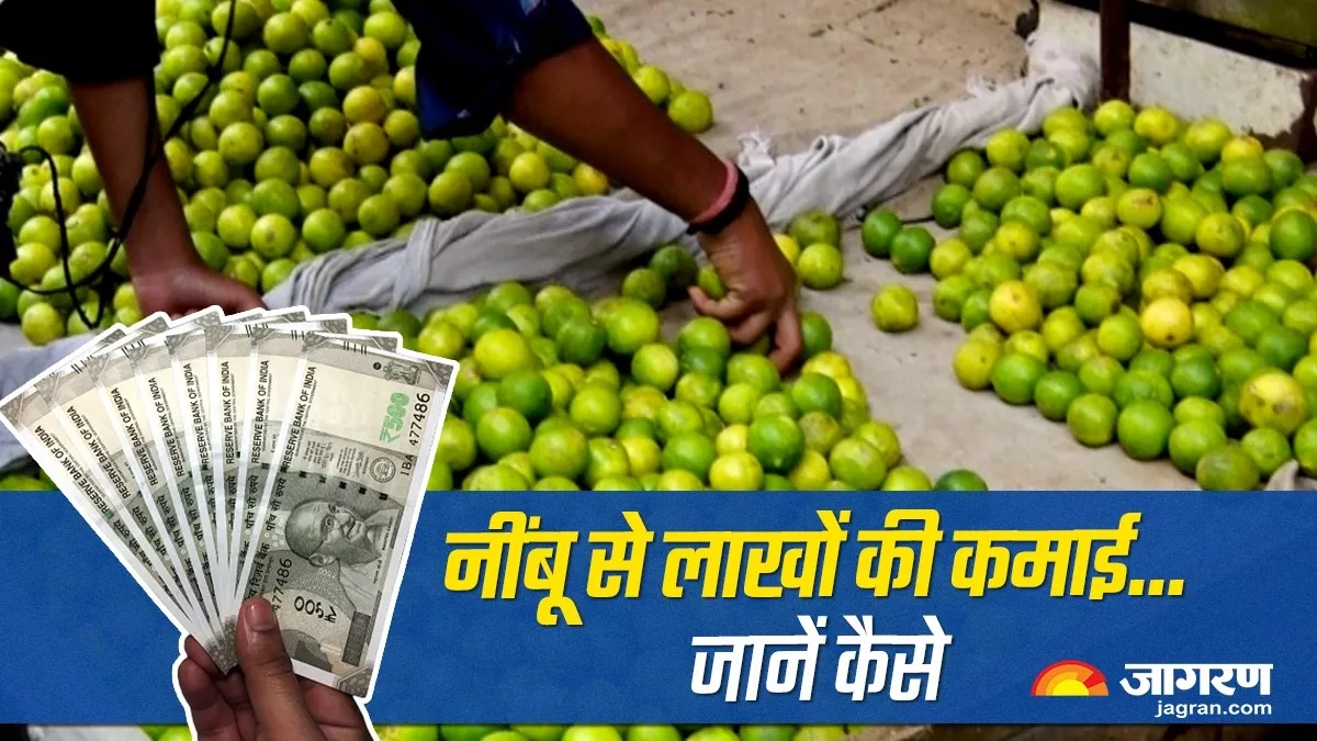 नींबू की खेती से किसान ने बदल डाली अपनी किस्‍मत, लाखों की हो रही है कमाई, अब दूसरों को भी देने लगे हैं रोजगार