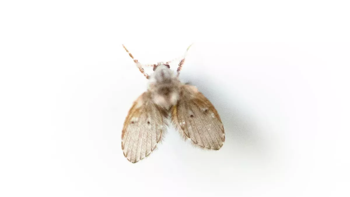 Drain Fly Remove: सिंक के आसपास घूम रहीं छोटी-छोटी मक्खियों से ऐसे पाएं छुटकारा