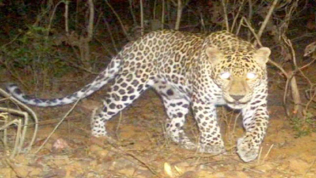 leopard in rampur leopard knocks in civil lines of rampur footage captured in cctv people scared