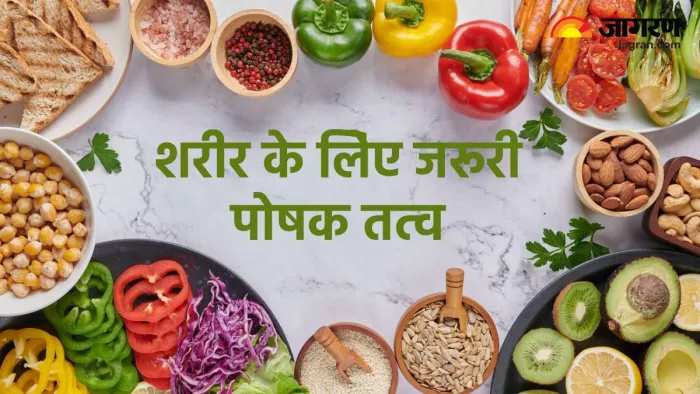 शरीर के लिए जरूरी 5 पोषक तत्व (Pic credit- freepik)