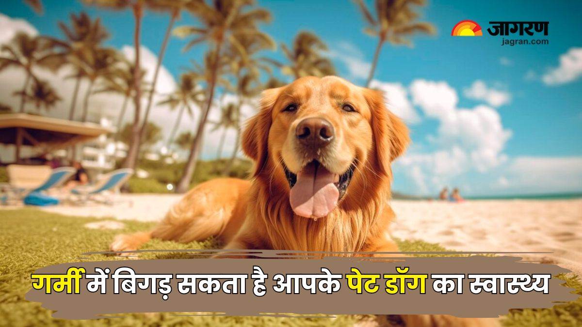 https://www.jagranimages.com/images/newimg/26052024/26_05_2024-pet_dog_care_in_summers_23725686.jpg